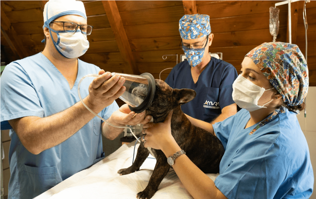 Vet Tech: 7 Essential Skills for Success and Overcoming Challenges